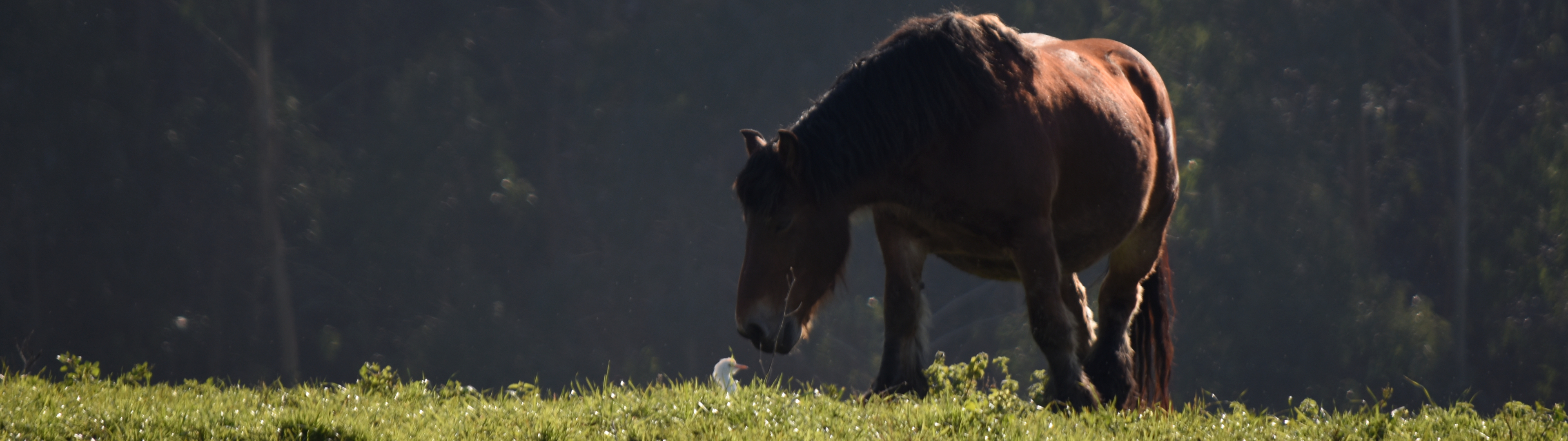 Caballo Pecherón